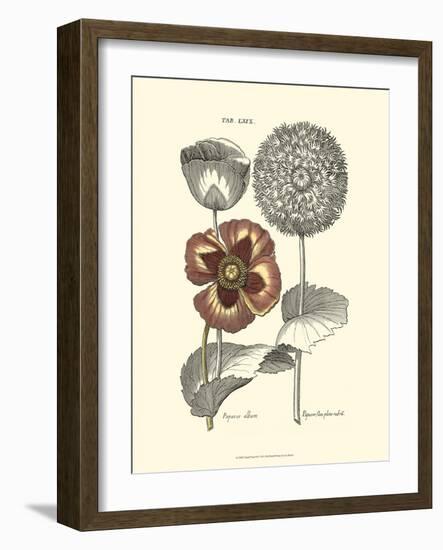 Tinted Floral II-Besler Basilius-Framed Art Print