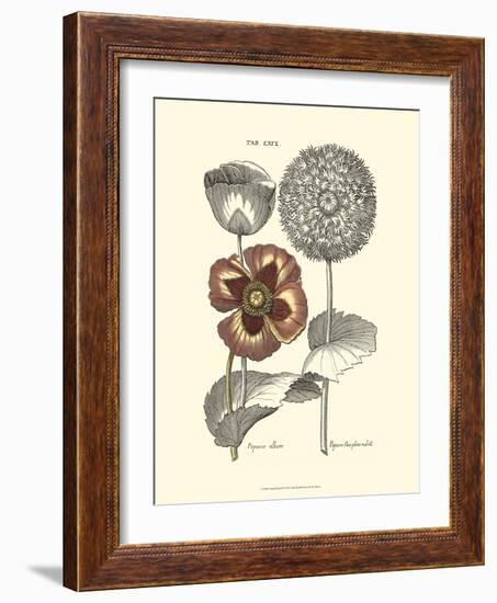 Tinted Floral II-Besler Basilius-Framed Art Print