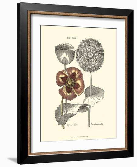 Tinted Floral II-Besler Basilius-Framed Art Print