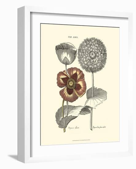 Tinted Floral II-Besler Basilius-Framed Art Print