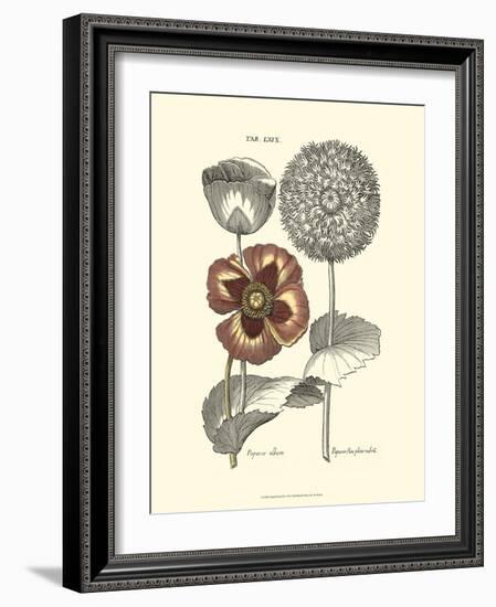 Tinted Floral II-Besler Basilius-Framed Art Print