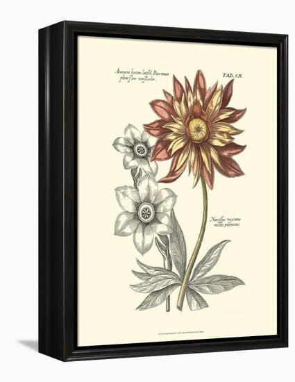 Tinted Floral III-Besler Basilius-Framed Stretched Canvas