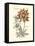 Tinted Floral III-Besler Basilius-Framed Stretched Canvas