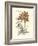 Tinted Floral III-Besler Basilius-Framed Art Print