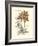 Tinted Floral III-Besler Basilius-Framed Art Print