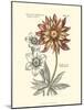 Tinted Floral III-Besler Basilius-Mounted Art Print