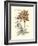 Tinted Floral III-Besler Basilius-Framed Art Print