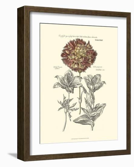 Tinted Floral IV-Besler Basilius-Framed Art Print