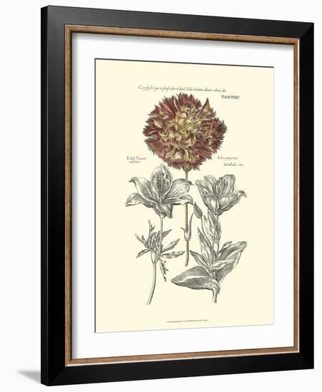 Tinted Floral IV-Besler Basilius-Framed Art Print