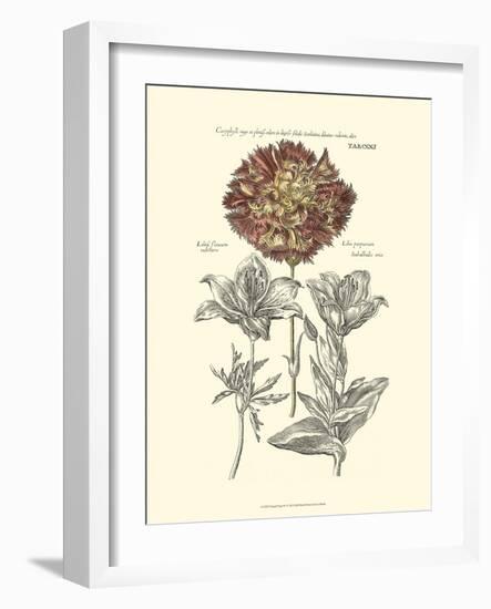 Tinted Floral IV-Besler Basilius-Framed Art Print