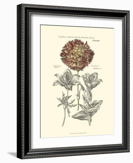 Tinted Floral IV-Besler Basilius-Framed Art Print