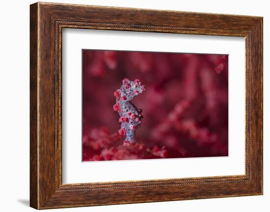 Tiny (10Mm) Pygmy Seahorse (Hippocampus Bargibanti) Sheltering In Seafan (Muricella Sp.)-Alex Mustard-Framed Photographic Print