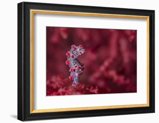 Tiny (10Mm) Pygmy Seahorse (Hippocampus Bargibanti) Sheltering In Seafan (Muricella Sp.)-Alex Mustard-Framed Photographic Print