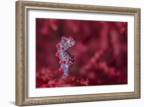 Tiny (10Mm) Pygmy Seahorse (Hippocampus Bargibanti) Sheltering In Seafan (Muricella Sp.)-Alex Mustard-Framed Photographic Print