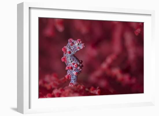 Tiny (10Mm) Pygmy Seahorse (Hippocampus Bargibanti) Sheltering In Seafan (Muricella Sp.)-Alex Mustard-Framed Photographic Print