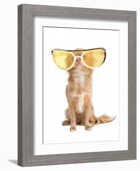 Tiny Chihuahua Dog With Funny Huge Glasses-vitalytitov-Framed Photographic Print