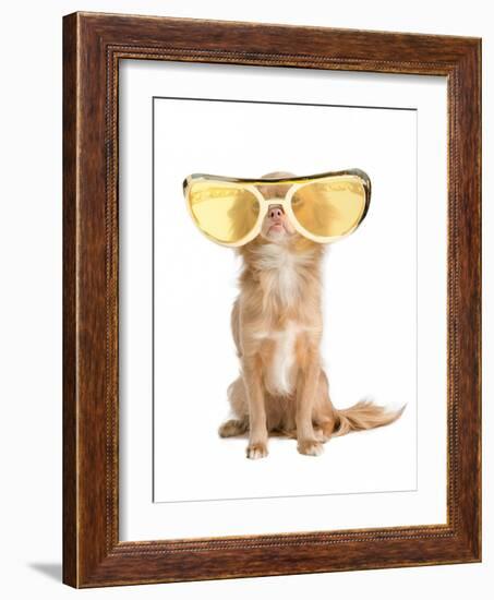 Tiny Chihuahua Dog With Funny Huge Glasses-vitalytitov-Framed Photographic Print