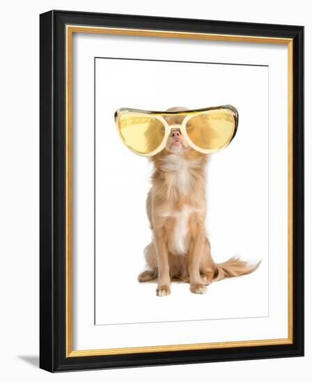 Tiny Chihuahua Dog With Funny Huge Glasses-vitalytitov-Framed Photographic Print