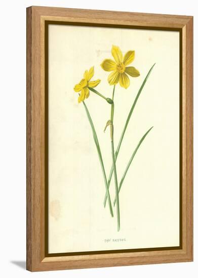 Tiny Daffodil-Frederick Edward Hulme-Framed Premier Image Canvas