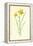 Tiny Daffodil-Frederick Edward Hulme-Framed Premier Image Canvas