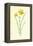 Tiny Daffodil-Frederick Edward Hulme-Framed Premier Image Canvas