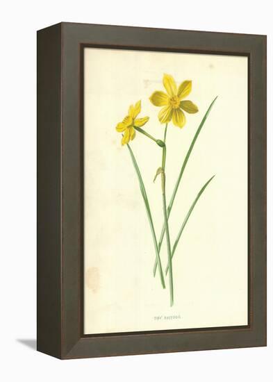 Tiny Daffodil-Frederick Edward Hulme-Framed Premier Image Canvas