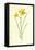 Tiny Daffodil-Frederick Edward Hulme-Framed Premier Image Canvas