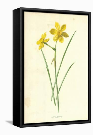 Tiny Daffodil-Frederick Edward Hulme-Framed Premier Image Canvas