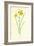 Tiny Daffodil-Frederick Edward Hulme-Framed Giclee Print