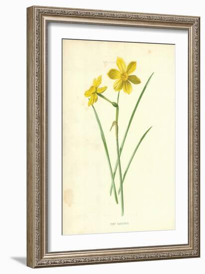 Tiny Daffodil-Frederick Edward Hulme-Framed Giclee Print