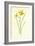 Tiny Daffodil-Frederick Edward Hulme-Framed Giclee Print