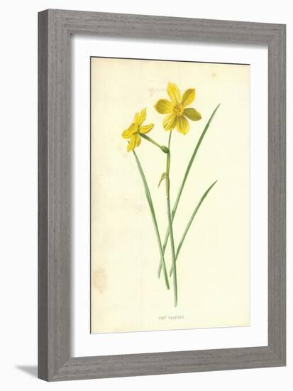 Tiny Daffodil-Frederick Edward Hulme-Framed Giclee Print