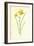 Tiny Daffodil-Frederick Edward Hulme-Framed Giclee Print