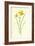 Tiny Daffodil-Frederick Edward Hulme-Framed Giclee Print