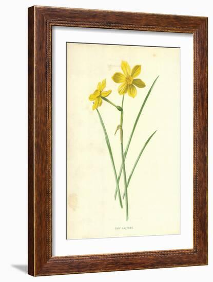 Tiny Daffodil-Frederick Edward Hulme-Framed Giclee Print