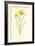 Tiny Daffodil-Frederick Edward Hulme-Framed Giclee Print