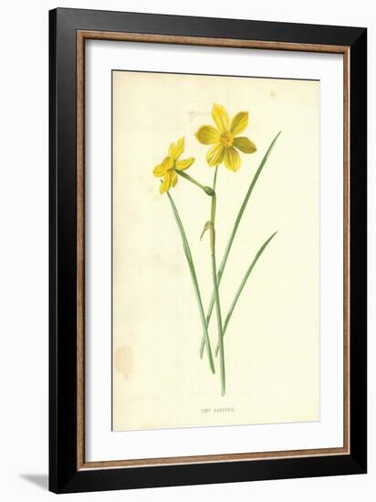 Tiny Daffodil-Frederick Edward Hulme-Framed Giclee Print