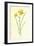 Tiny Daffodil-Frederick Edward Hulme-Framed Giclee Print