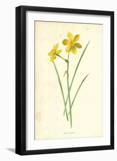 Tiny Daffodil-Frederick Edward Hulme-Framed Giclee Print