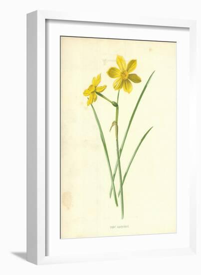 Tiny Daffodil-Frederick Edward Hulme-Framed Giclee Print