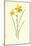 Tiny Daffodil-Frederick Edward Hulme-Mounted Giclee Print
