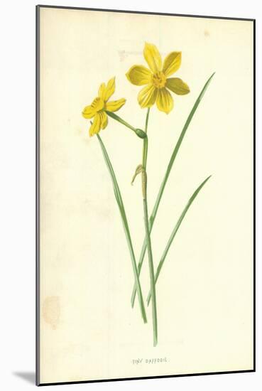 Tiny Daffodil-Frederick Edward Hulme-Mounted Giclee Print