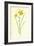 Tiny Daffodil-Frederick Edward Hulme-Framed Giclee Print