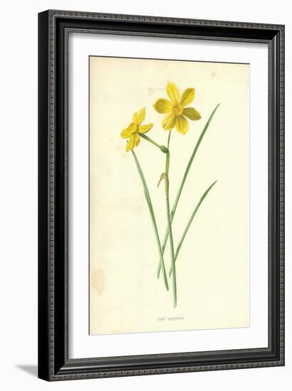 Tiny Daffodil-Frederick Edward Hulme-Framed Giclee Print