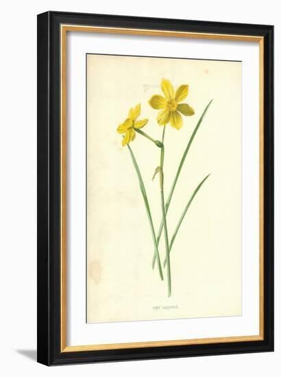 Tiny Daffodil-Frederick Edward Hulme-Framed Giclee Print