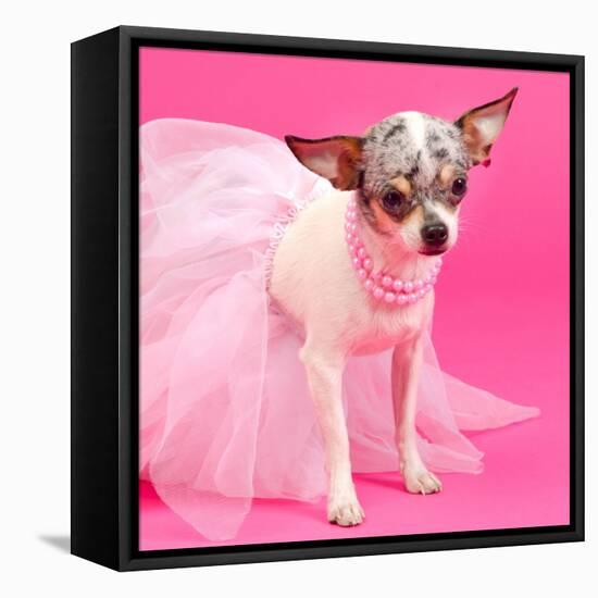 Tiny Elegant Chihuahua Dog-vitalytitov-Framed Premier Image Canvas