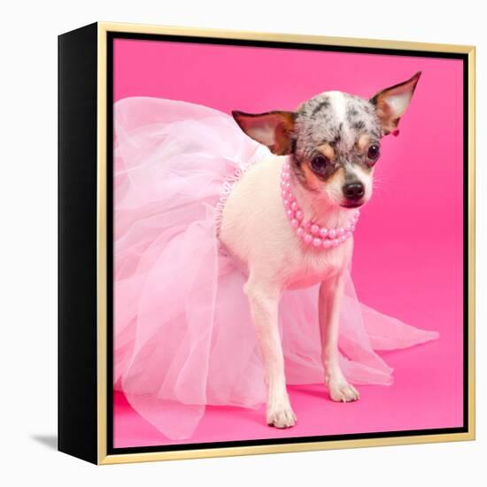 Tiny Elegant Chihuahua Dog-vitalytitov-Framed Premier Image Canvas