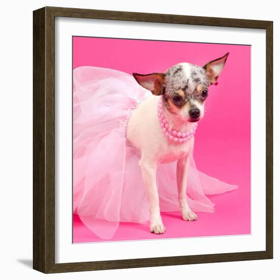 Tiny Elegant Chihuahua Dog-vitalytitov-Framed Photographic Print