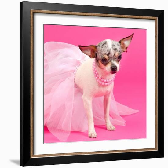 Tiny Elegant Chihuahua Dog-vitalytitov-Framed Photographic Print