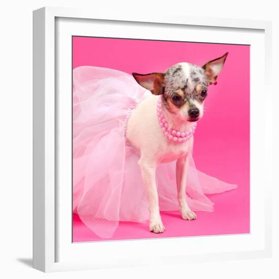 Tiny Elegant Chihuahua Dog-vitalytitov-Framed Photographic Print